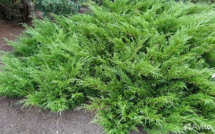 Редкие растения для сада