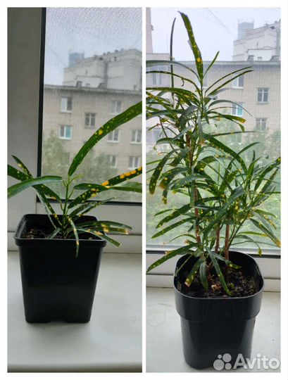 Комнатные цветы