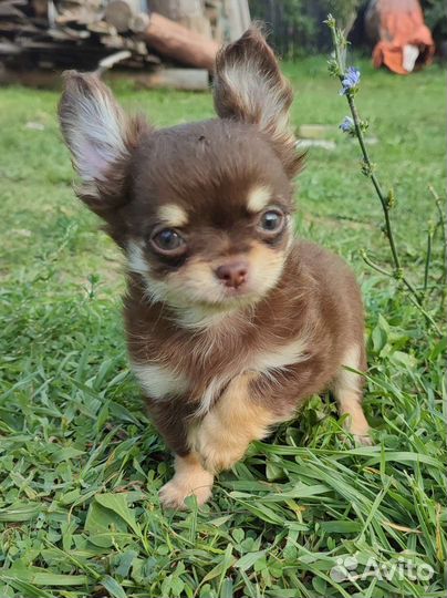 Чихуахуа щенки