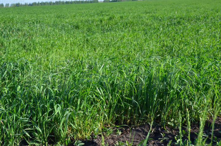 Участок 3,35 га (СНТ, ДНП)