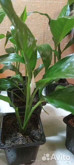 Спатифиллум, женское счастье