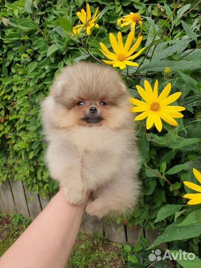 Померанский шпиц девочка