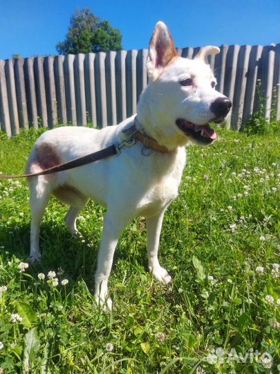 Комфортная и умная собака ищет дом