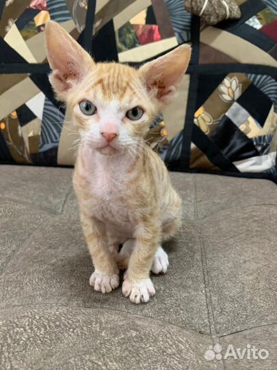 Донской сфинкс браш котята