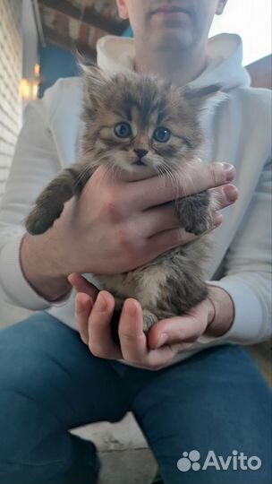 Котята