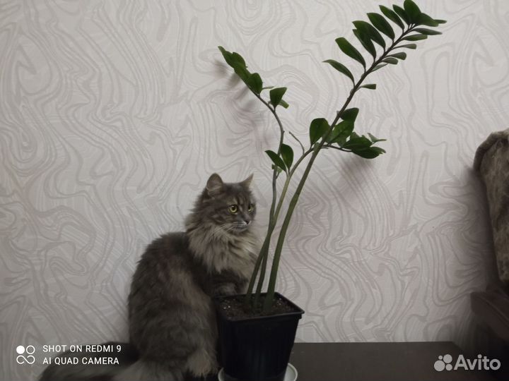 Замиокулькас