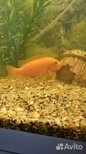 Цихлида лабидохромис еллоу