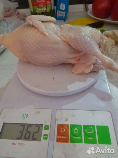 Инкубационное яйцо перепелов белый гигант