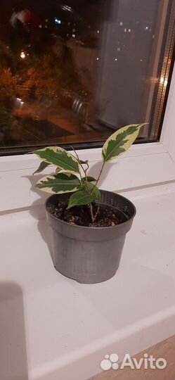 Фикус бенджамина, спатифилиум