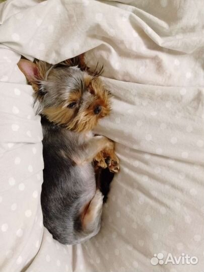 Вязка мальчик йорк