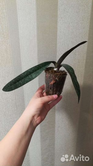 Орхидея Paphiopedilum Bellatulum