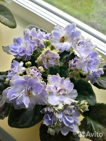 Фиалка лист на срез