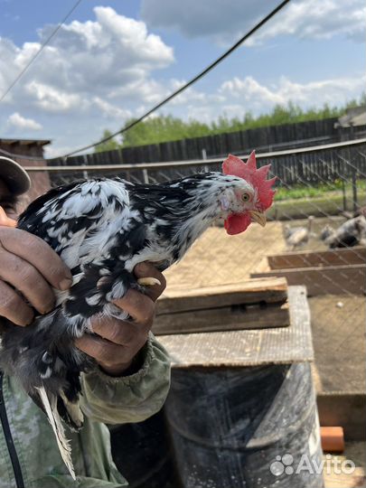 Петушки на племя, цыплята