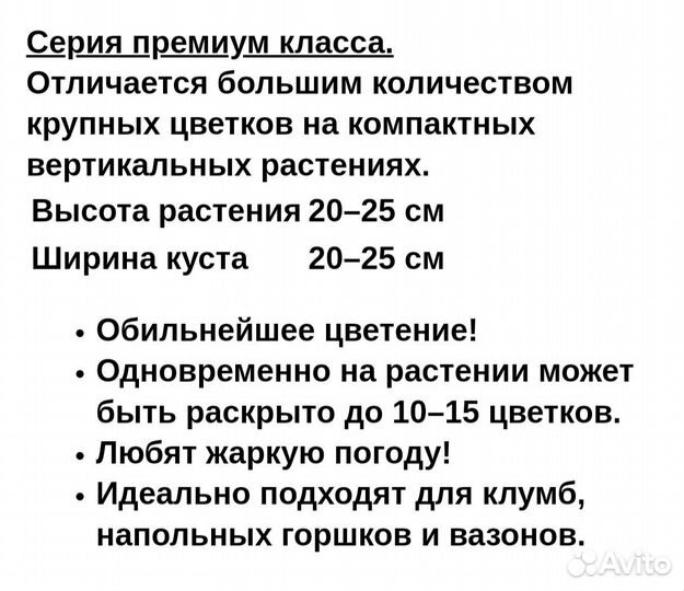 Гацания, серия Big Kiss, рассада