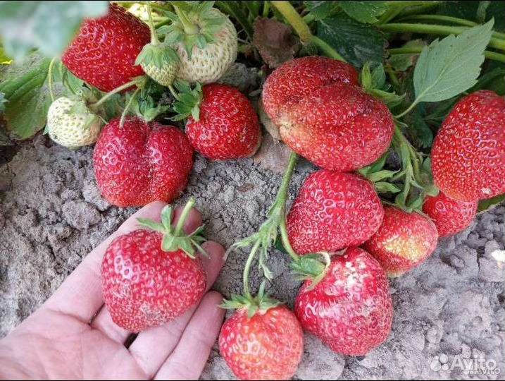 Саженцы клубники крупноплолной