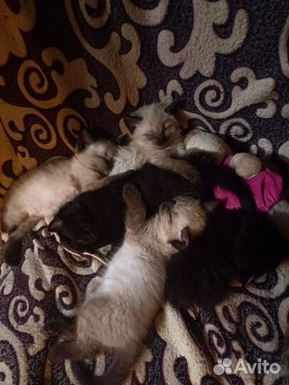 Котята шотландские