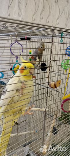 Попугай корелла говорящий