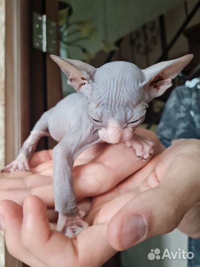 Котята сфинкс