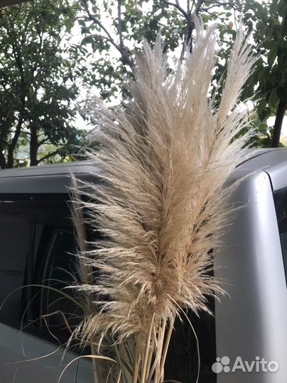 Пампасная трава, декор