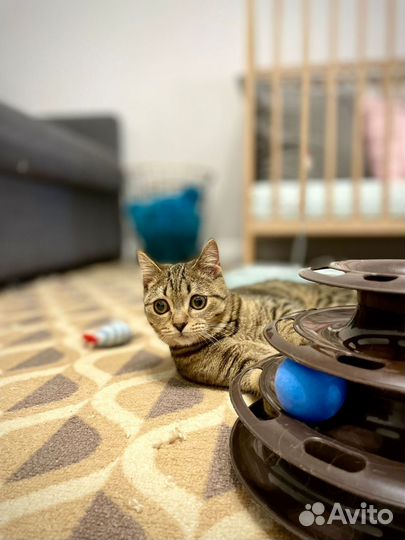 Прелесть Люся