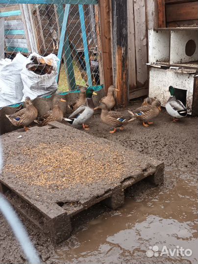 Подсадные утки