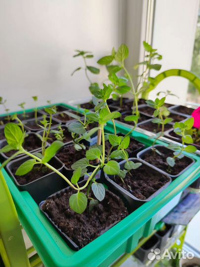 Мята шоколадная