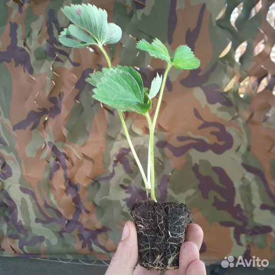 Рассада клубники опт/розница