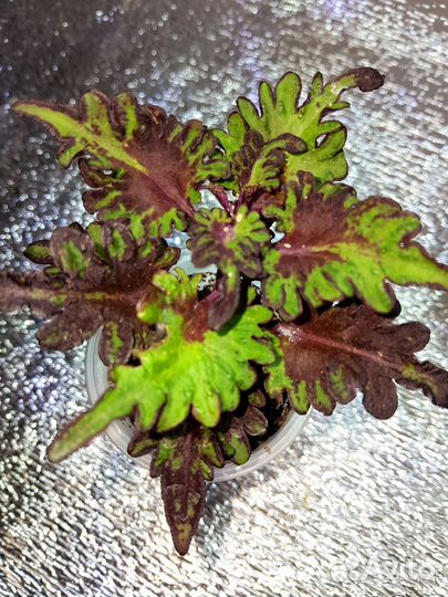 Колеусы вегетативные тюмень