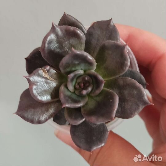 Суккуленты разные
