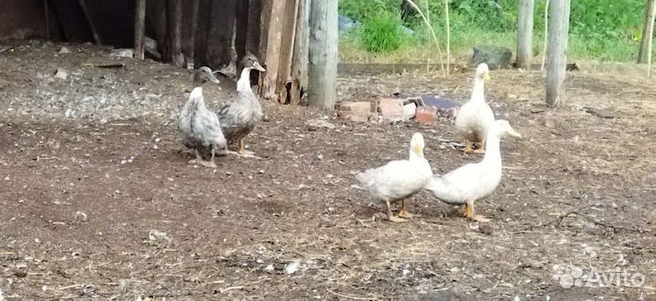 Утки и гуси