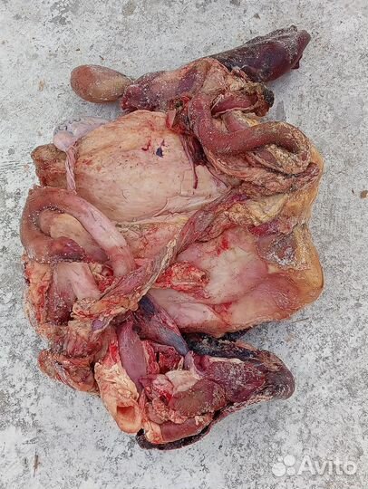 Обрезь для собак