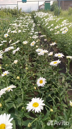 Цветы ромашки