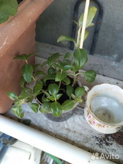 Каланхоэ лечебное