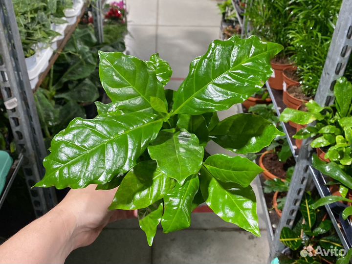 Кофе арабика растение