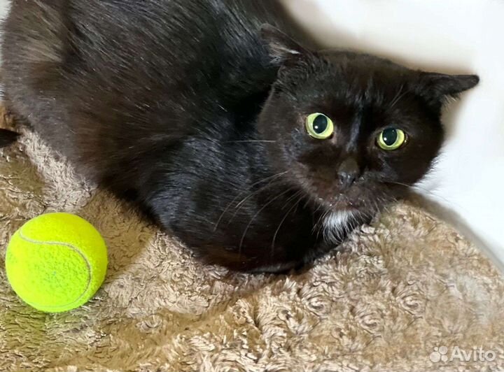 Черный кот в поисках дома