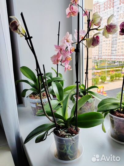Орхидея фаленопсис Альбуфейра пелор