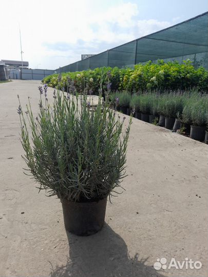 Продажа саженцев