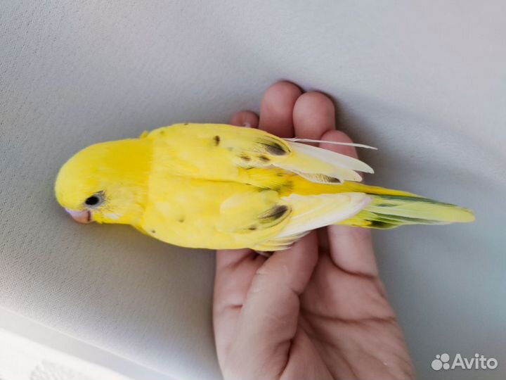 Птенцы волнистого попугая (в радужную программу)