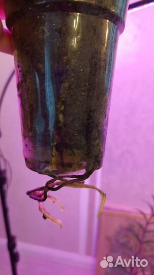 Триколор конффети