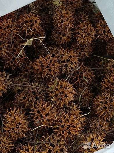 Шишки амбромого дерева