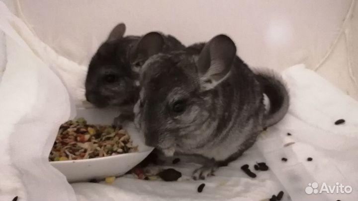 Домашний питомник распродаёт ручных шиншилл