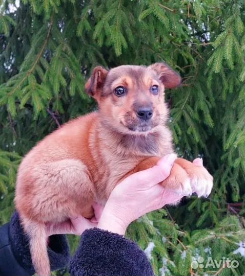 В добрые руки