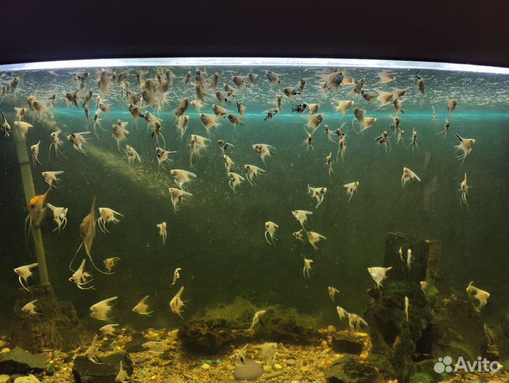 Рыбки скалярии