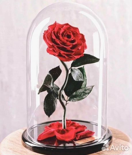 Роза в колбе. Вечная