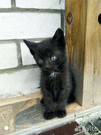 Бездомные котики ищут дом