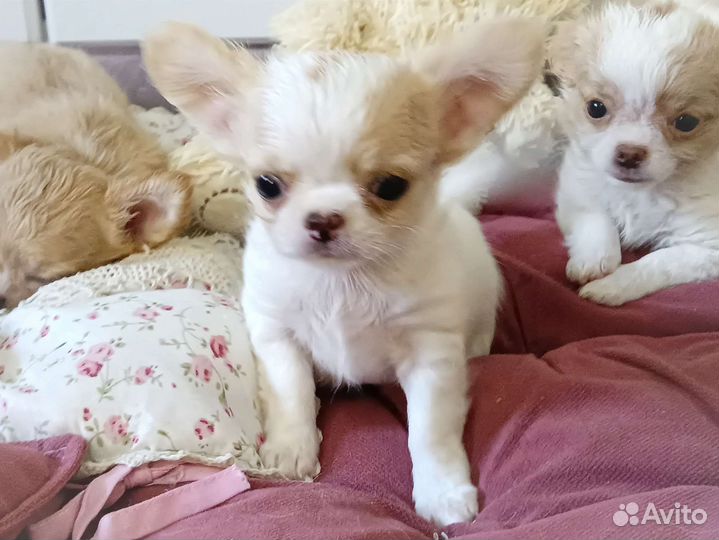 Ромашка. Мини мальчик чихуахуа