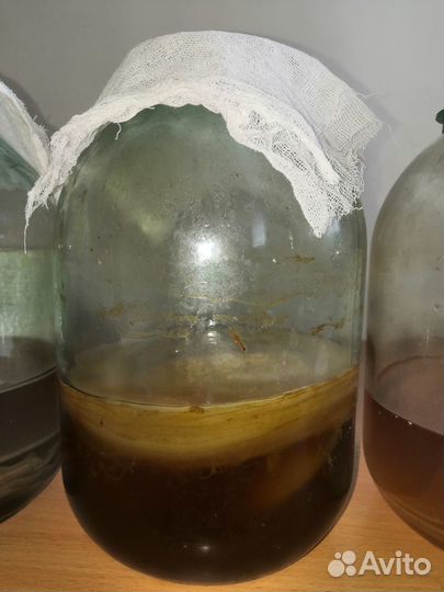 Гриб на чаи