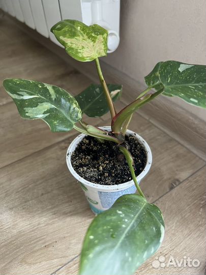 Филодендрон белая принцесса