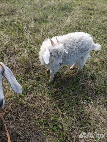 Англо нубийские козы дойные