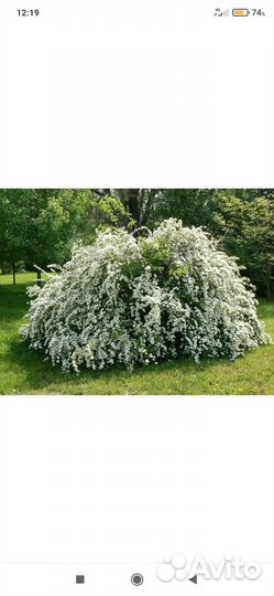 Спирея вангутта. Кустарник